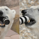 Illustration for article titled Watching This Polar Bear Smash a $2,000 Camera Lens Is Surprisingly Cute